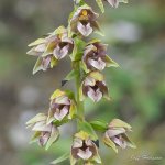 E helleborine Florets Minera 01.jpg