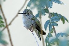 Henderson bird preserve, Las Vegas, USA 10-2017 v_0180 v2_edited-1.jpg