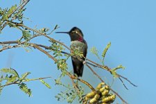 Henderson bird preserve, Las Vegas, USA 10-2017 v_0185 v2_edited-1.jpg
