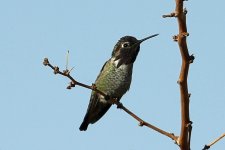 Henderson bird preserve, Las Vegas, USA 10-2017 v_0194 v2_edited-1.jpg