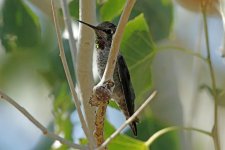 Henderson bird preserve, Las Vegas, USA 10-2017 v_0240 v2_edited-1.jpg