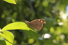 Nettle-tree Butterfly sp 1.jpg
