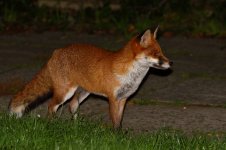 20171013 (4)_Red_Fox.JPG