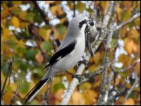 great-grey-shrike-1-311017.jpg