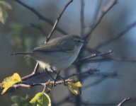 Siberian Chiffchaff_Girdle Ness_041117a.jpg