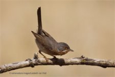 bosvogels_105small.jpg