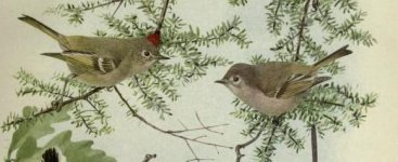 Ruby crowned kinglets.jpg