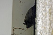 Selsey bat sp (1) (Large).jpg