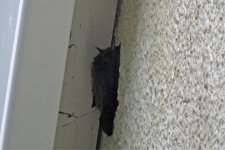 Selsey bat sp (2) (Large).jpg