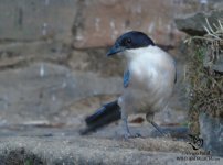 iberian magpie extremadura.jpg