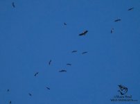 vultures in mongfrague spain.jpg