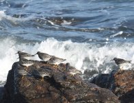 Purple Sandpipers_Girdle Ness_051117a.jpg