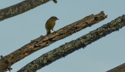 bf warbler 2-1.jpg