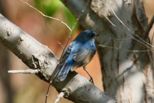 Red-Flanked Bluetail (4).jpg