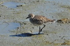 Plover - poss Am Golden.jpg