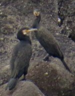 Phalacrocorax-3.jpg