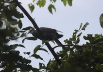 white faced cuckoo dove.JPG