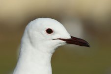 Hartlaubs Gull rsa 4.jpg