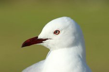 Hartlaubs Gull rsa 3.jpg