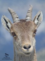 Iberian Ibex Sierra Mágina.jpg