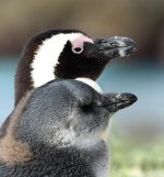 African Penguin rsa 1.jpg