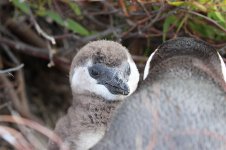 African Penguin rsa 2.jpg