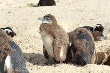 African Penguin rsa 5.jpg