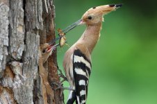 20170618 (23)_Hoopoe.JPG