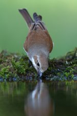 20170618 (45)_Red-backed_Shrike.JPG