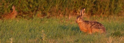 20170618 (55)_Brown_Hare.JPG