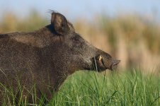 20170619 (16)_Wild_Boar_Tusker.JPG