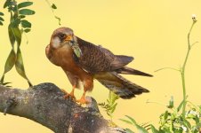 20170621 (35)_Red-footed_Falcon.JPG