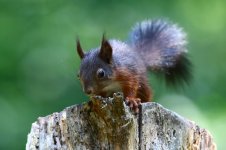 20170621 (56)_Red_Squirrel.JPG