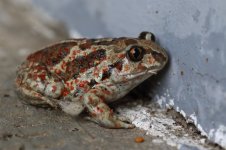 20170621 (68)_Common_Spadefoot.JPG