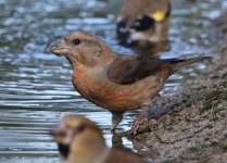 Crossbill_8599.jpg