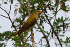 20170623 (9)_Golden_Oriole.JPG