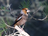 Hawfinch_8586.jpg