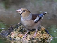 Hawfinch_8620.jpg