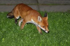 20170824 (10)_Red_Fox.JPG