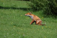 20170825 (1)_Red_Fox.JPG