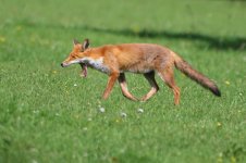 20170825 (5)_Red_Fox.JPG