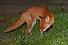 20170902 (19)_Red_Fox.JPG