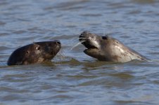 20170923 (8)_Grey_Seal.JPG