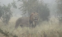 Lion rsa 2.jpg