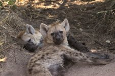 Spotted Hyena rsa 3.jpg