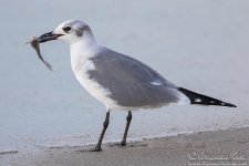 laughing_gull.jpg