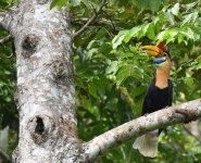 Knobbed Hornbill_Tambun_270617a.jpg