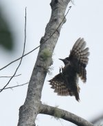 Sulawesi Pygmy Woodpecker_Gunung Ambang_260617a.jpg