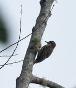 Sulawesi Pygmy Woodpecker_Gunung Ambang_260617b.jpg