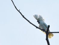 Umbrella Cockatoo_Foli_200617a.jpg